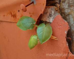 Hidup yang Tumbuh - www.mediapijar.com