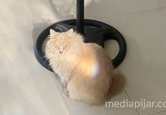 gambar kucing orange