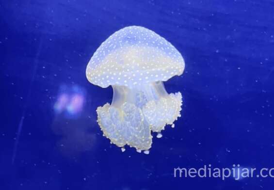 blue on frame
