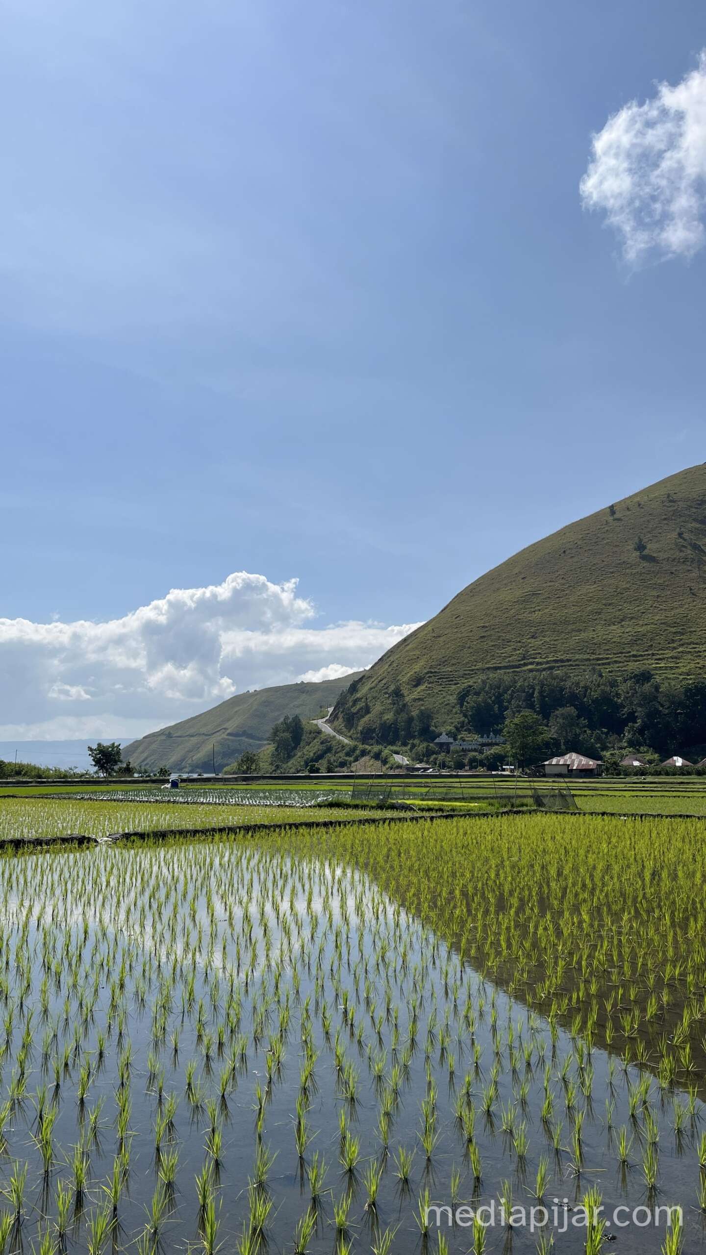 sawah yang indah