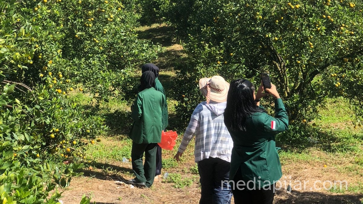 kebun