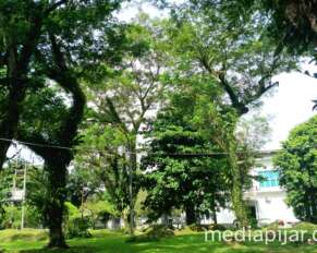 pohon rindang