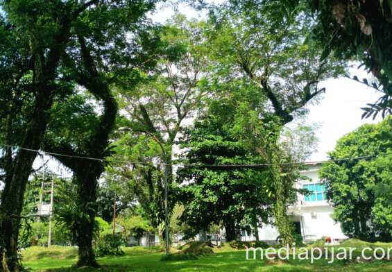 pohon rindang