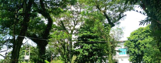 pohon rindang