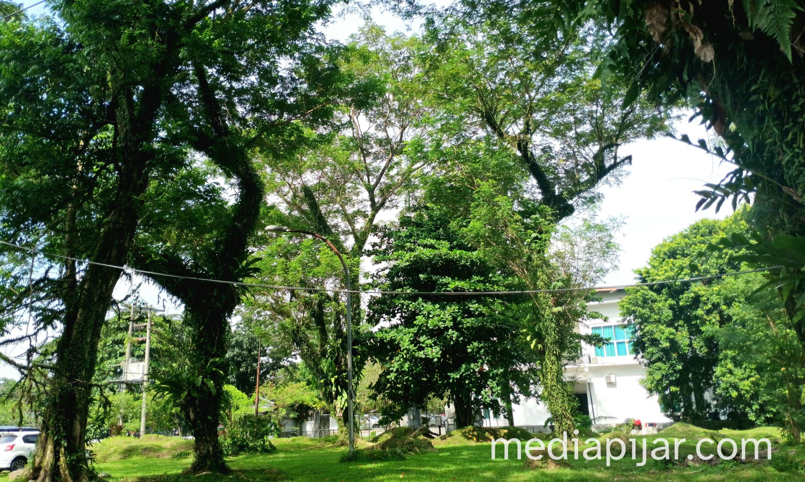pohon rindang