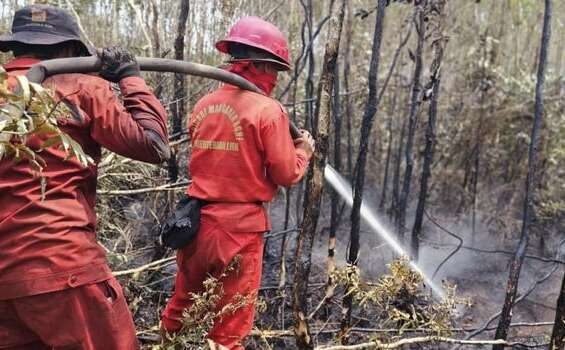 Potret Kebakaran Hutan dan Lahan