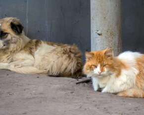 anjing dan kucing