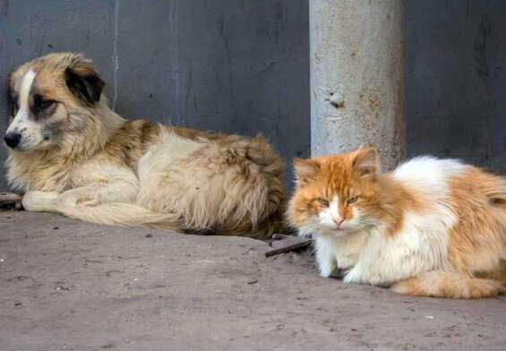 anjing dan kucing