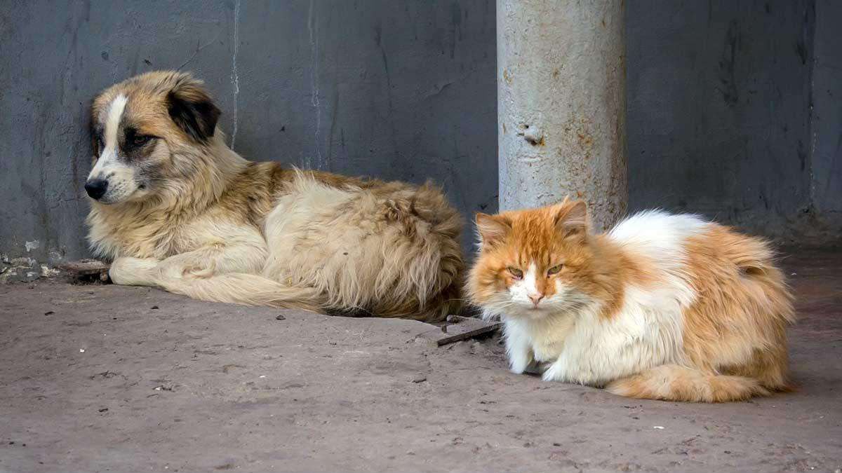 anjing dan kucing
